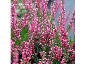 Calluna vulgaris 'Arabella' - vřes obecný