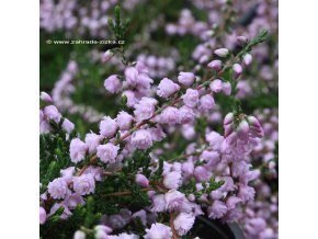 Calluna vulgaris 'Camla' - vřes obecný