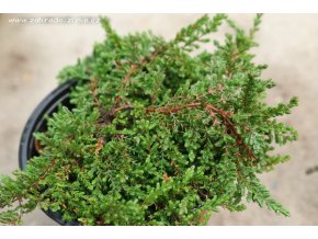 Calluna vulgaris 'Clare Carpet' - vřes obecný