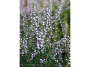Calluna vulgaris 'Elsie Purnel' - vřes obecný