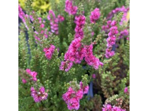 Calluna vulgaris 'Flamingo' - vřes obecný