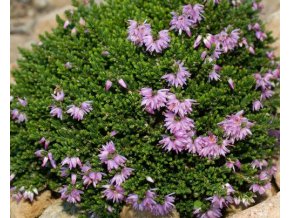 Calluna vulgaris 'Foxii Nana' - vřes obecný