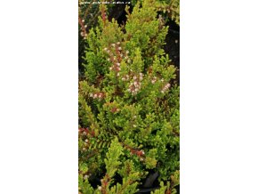 Calluna vulgaris 'Goscote Wine' - vřes obecný