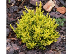 Calluna vulgaris 'Hannover' - vřer obecný