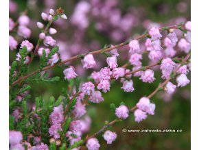 Calluna vulgaris 'J.H.Hamilton' - vřes obecný
