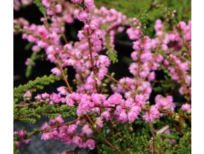 Calluna vulgaris 'Jimmy Dyce' - vřes obecný