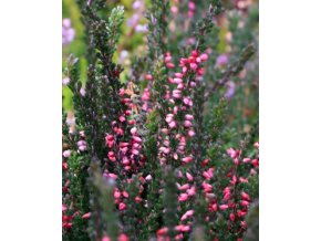 Calluna vulgaris 'Loki' - vřes obecný