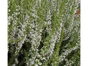 Calluna vulgaris 'Long White' - vřes obecný