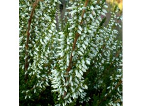 Calluna vulgaris 'Melanie' - vřes obecný