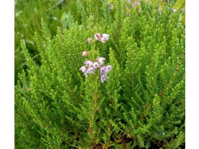 Calluna vulgaris 'Minima' - vřes obecný