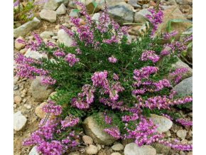 Calluna vulgaris 'Mullion' - vřes obecný