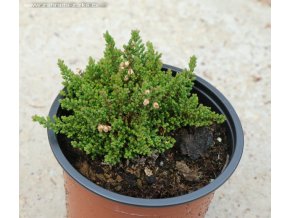 Calluna vulgaris 'Navrátil' - vřes obecný