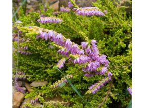 Calluna vulgaris 'Olympic Gold' - vřes obecný