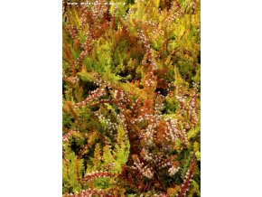 Calluna vulgaris 'Orange Queen' - vřes obecný