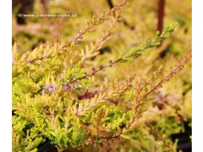 Calluna vulgaris 'Red Carpet' - vřes obecný