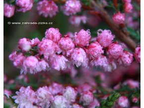 Calluna vulgaris 'Red Favorit' - vřes obecný