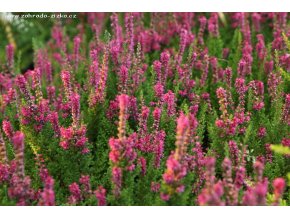 Calluna vulgaris 'Ross Hutton' - vřes obecný