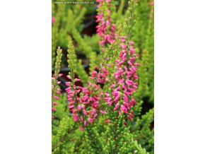 Calluna vulgaris 'Safari' - vřes obecný