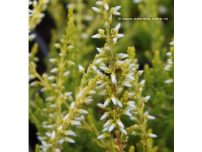Calluna vulgaris 'Sandy'® - vřes obecný