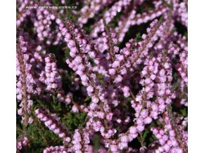 Calluna vulgaris 'Schurings Sensation' - vřes obecný