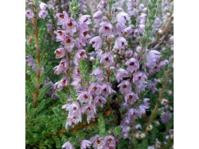 Calluna vulgaris 'Silver Knight' - vřes obecný