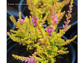 Calluna vulgaris 'Sir John Charrington' - vřes obecný