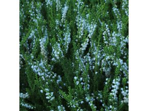 Calluna vulgaris 'Spring Cream' - vřes obecný