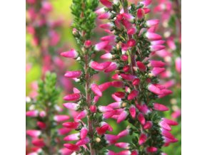 Calluna vulgaris 'Sylke' - vřes obecný
