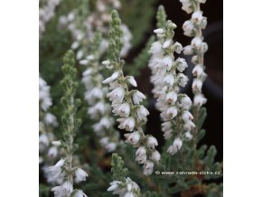 Calluna vulgaris 'Velvet Fascination' - vřes obecný