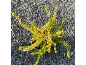 Calluna vulgaris 'Westerlee Gold' - vřes obecný