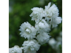 Calluna vulgaris 'White Coral' - vřes obecný