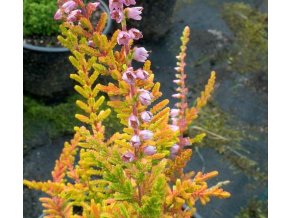 Calluna vulgaris 'Wickwar Flame' - vřes obecný