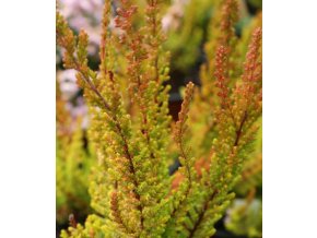 Calluna vulgaris 'Zora' - vřes obecný