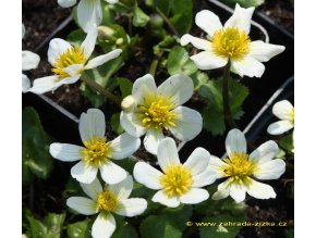 Caltha palustris 'Alba' - blatouch bahenní