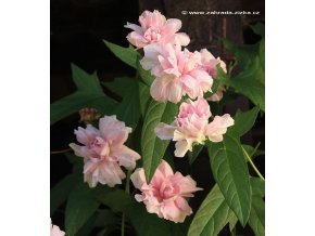 Calystegia hederacea 'Multiplex' - Opletník břečťanolistý