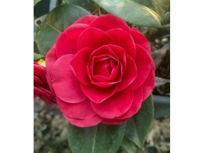 Camellia japonica 'Black Lace'