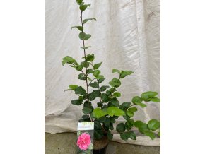 Camellia japonica 'Lady Campbell' - kamélie japonská