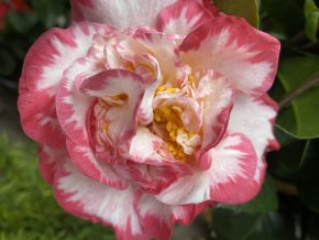 Camellia japonica 'Margaret Davis' - kamélie