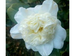 Camellia japonica 'Nuccio's Gem' - kamélie