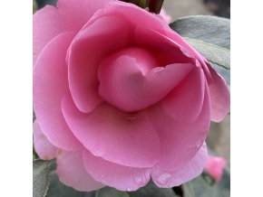 Camellia x williamsii 'E.G. Waterhouse - kamélie
