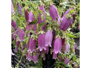 Campanula punctata 'Rubriflora' - zvonek tečkovaný