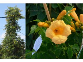 Campsis radicans 'Flava' - trubač kořenující
