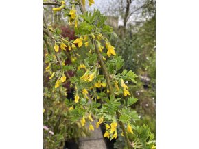 Caragana arborescens 'Pendula' - čimišník stromovitý