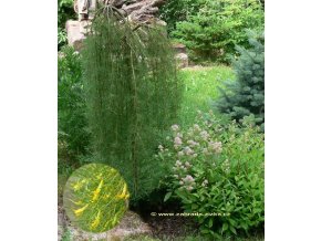 Caragana arborescens 'Walker' - čimišník stromovitý