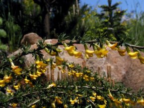 Caragana aurantiaca - čimišník oranžový