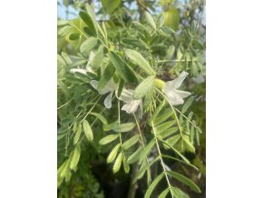 Caragana jubata - čimišník hřívnatý