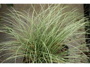 Carex comans 'Frosted Curls' - ostřice chocholatá