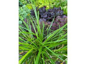 Carex oshimensis 'Evergreen' - ostřice