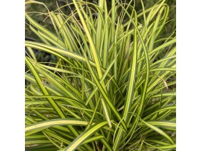 CAREX oshimensis 'Eversheen' - ostřice
