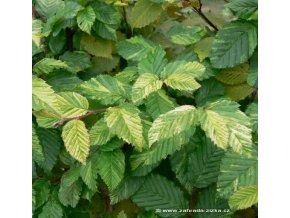 Carpinus betulus 'Aureovariegata' - habr obecný